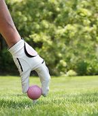stock photo of golf  - Ladies hand placing a pink golf ball on a tee - JPG 