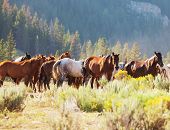 stock photo of horse  - Horse on meadow - JPG 