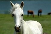picture of horse  - A white horse with two brown horses in the background - JPG 