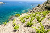 stock photo of france  - vineyard on Cap de Peyrefite near Cerbere - JPG 
