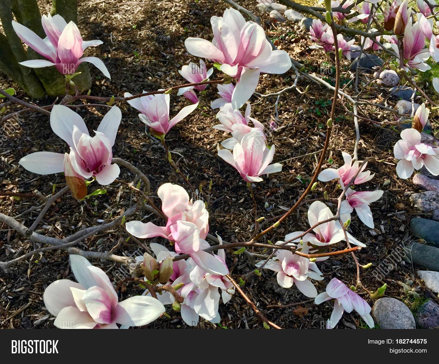 Magnolia Flowers Spread Against Image & Photo Bigstock