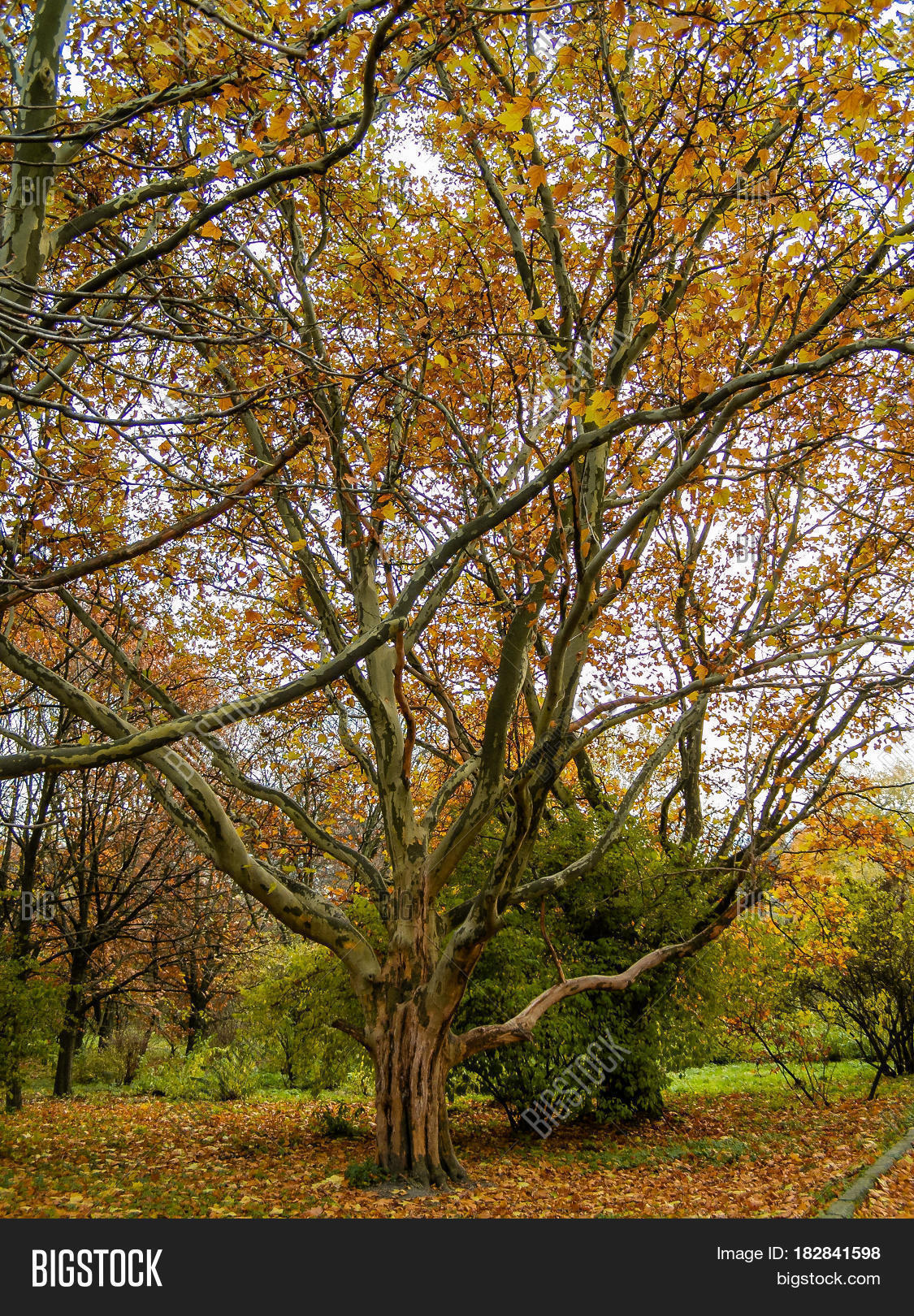 Large Tree Branch Image & Photo Bigstock