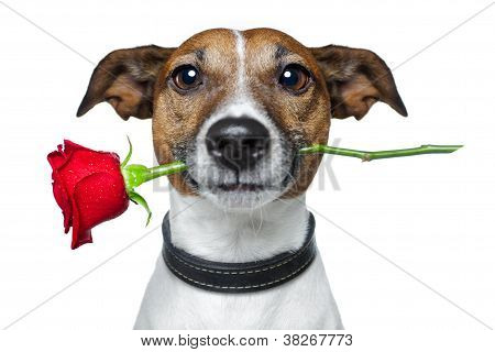 Picture or Photo of Valentine dog holding a nice red rose