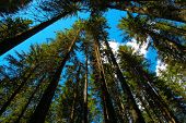 pic of science  - Alpine forest photographed from below with blue sky
 - JPG 