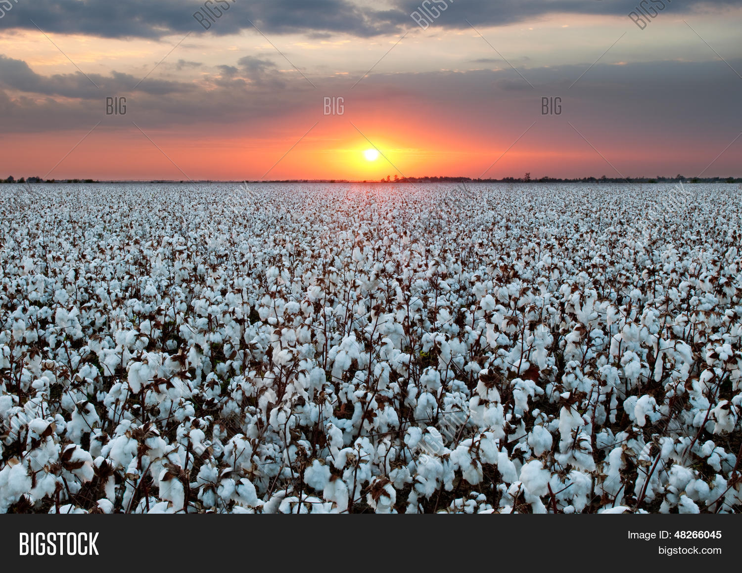 Cotton Field At Sunset Stock Photo & Stock Images Bigstock