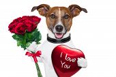 pic of dog  - valentine dog with a bunch of red roses and a red present box - JPG 