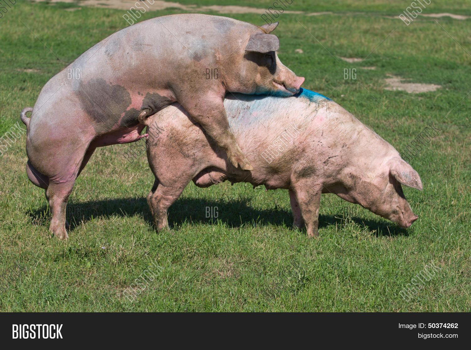 Секс свиней