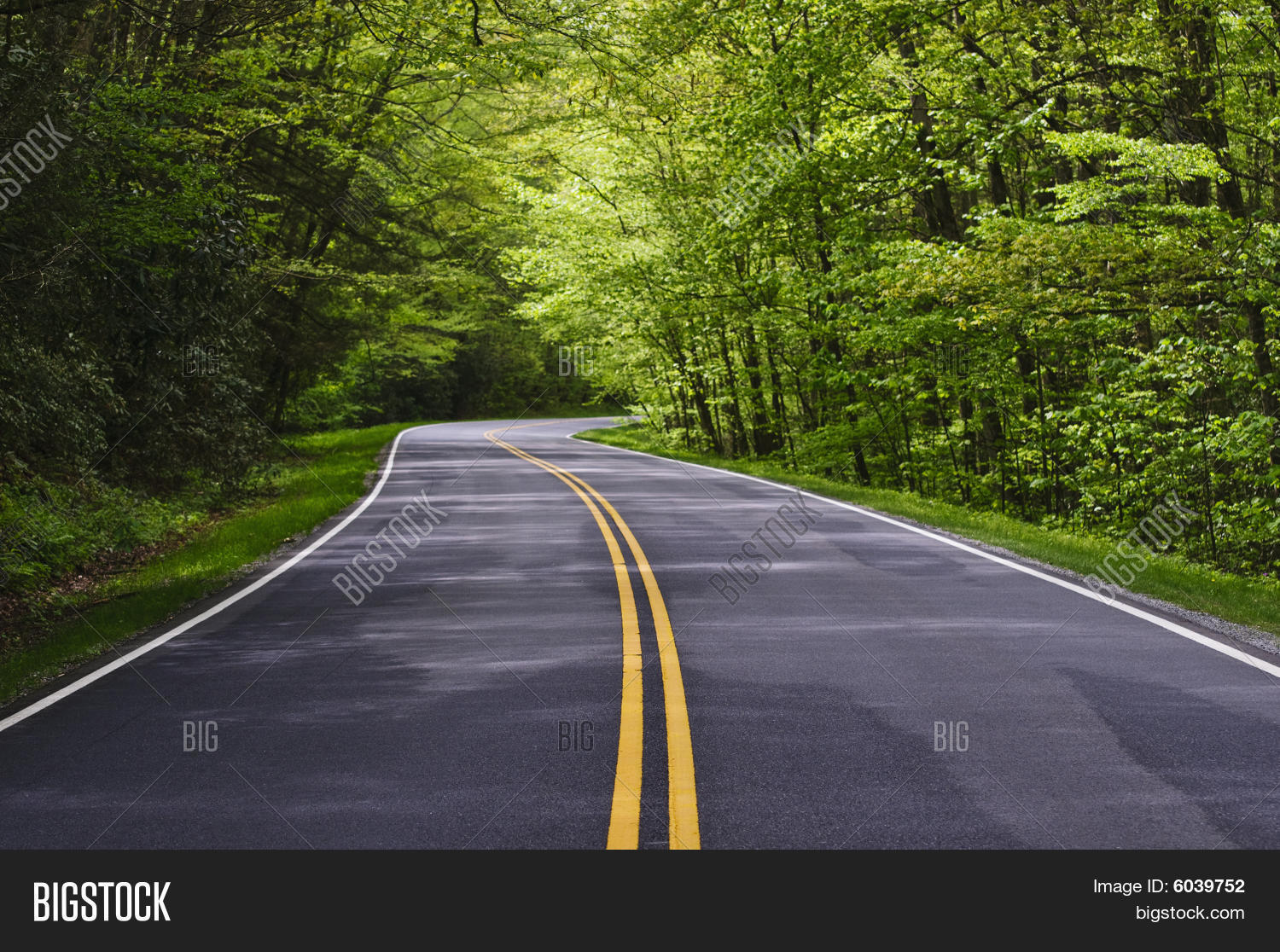 Road Trees On Both Sides Image & Photo Bigstock