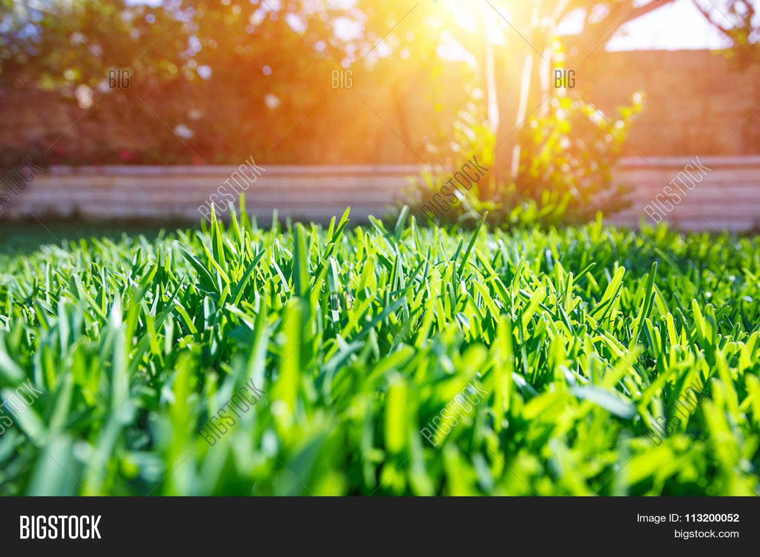 Beautiful View On Cute Backyard In Sunny Day, Fresh Green Grass Beautiful view on cute backyard in sunny day, fresh green grass lawn in sunlight, - Beautiful View On Cute Backyard In Sunny Day, Fresh Green Grass