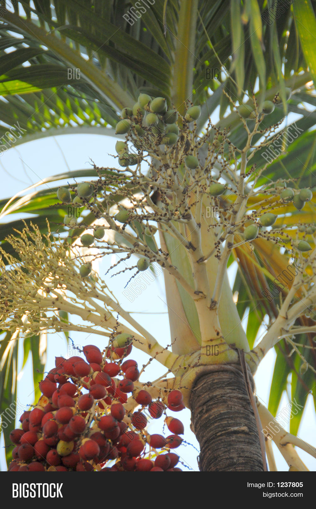 Christmas Palm Seeds Image & Photo Bigstock