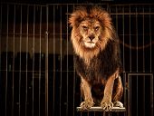 stock photo of animals  - Lion in circus cage - JPG 