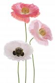 foto of objects  - Studio Shot of Pink and White Colored Poppy Flowers Isolated on White Background - JPG 