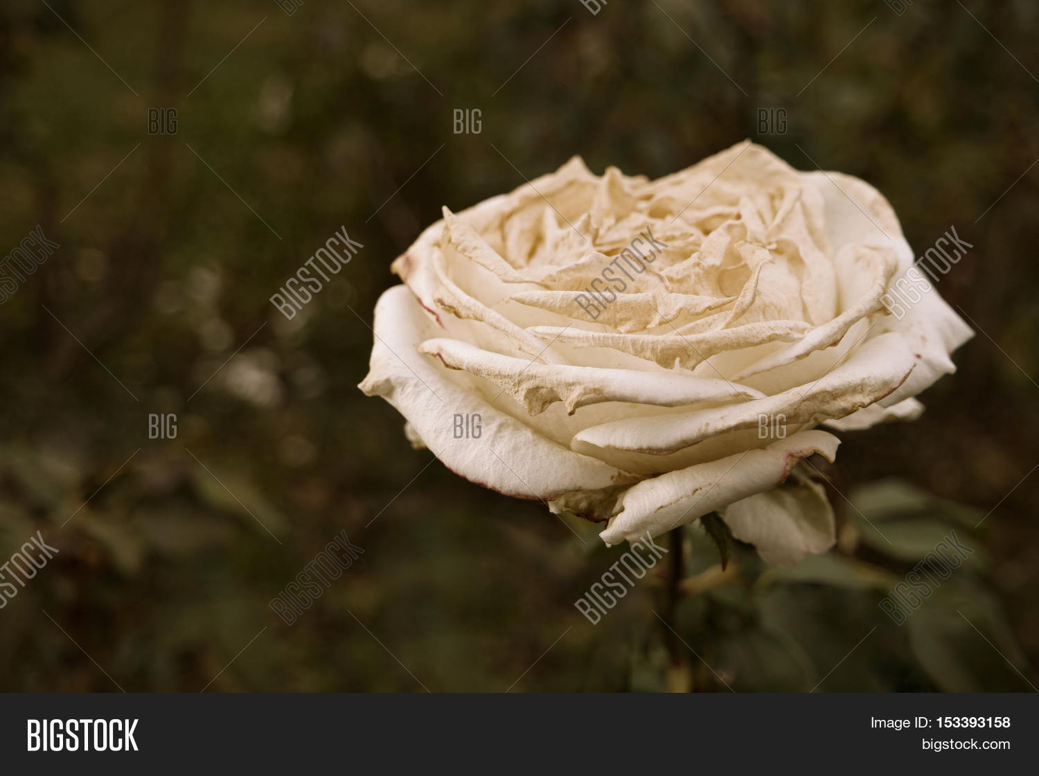 White Rose Flower Dying On Steam Image & Photo Bigstock