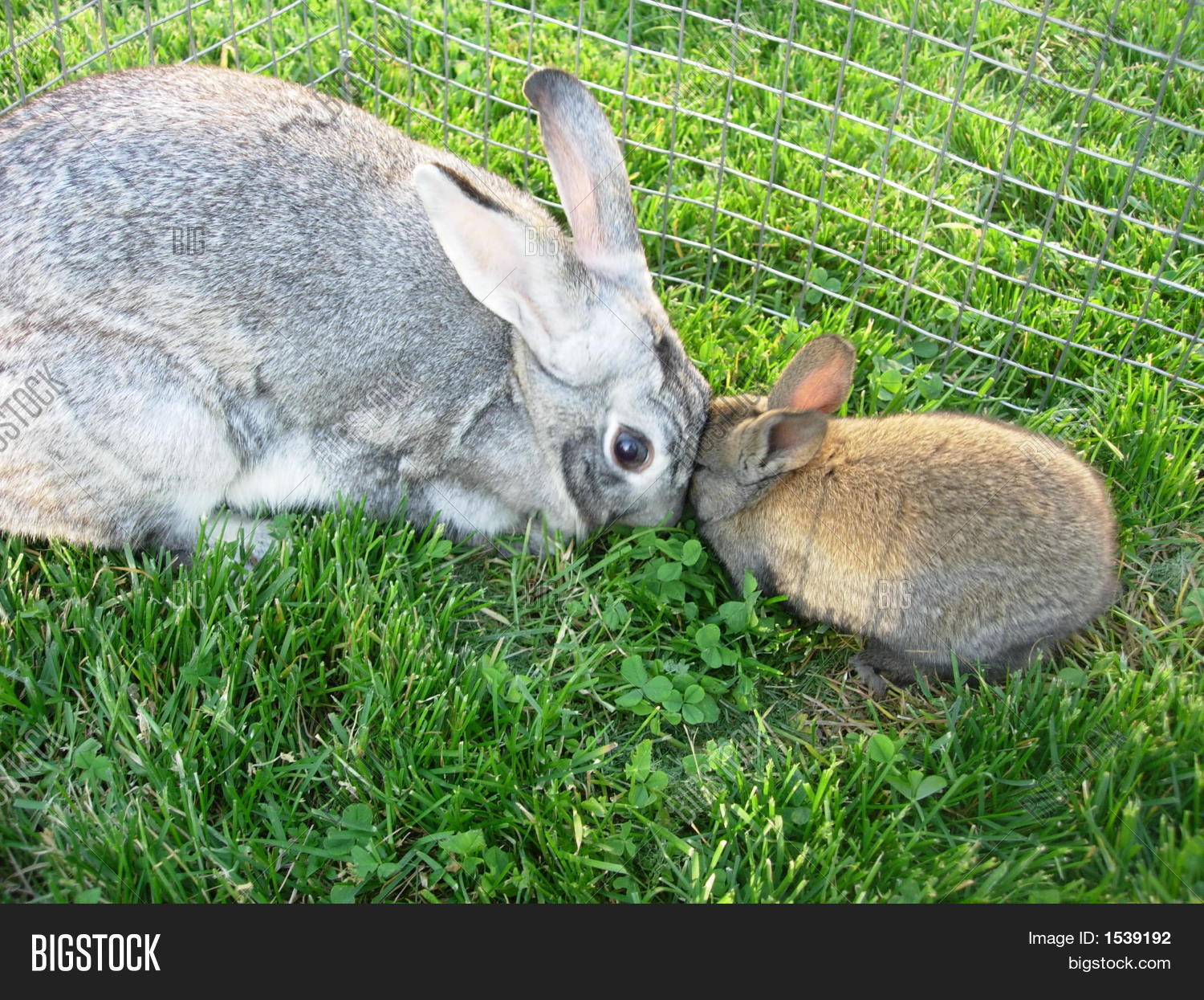 Mother Baby Rabbit Image & Photo Bigstock