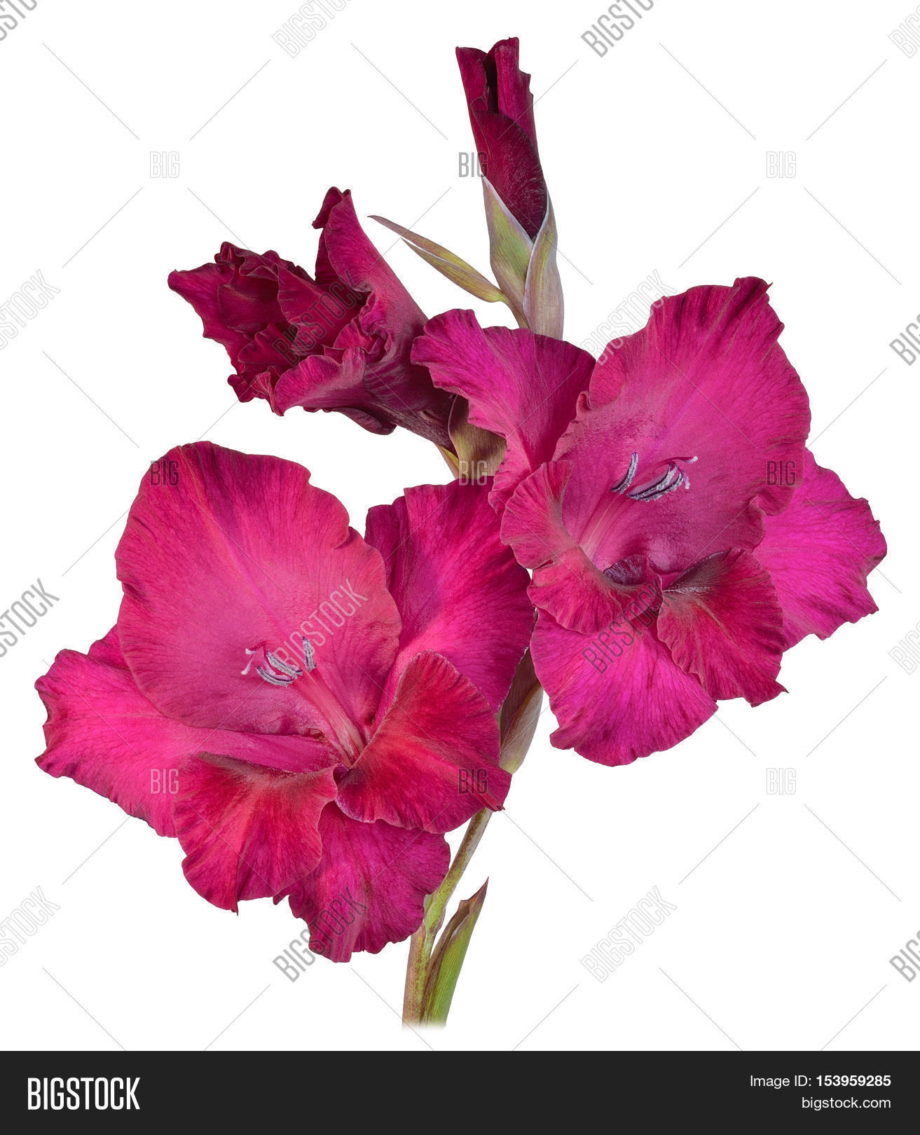 single stem flower gladiolus with petals of red purple and white color