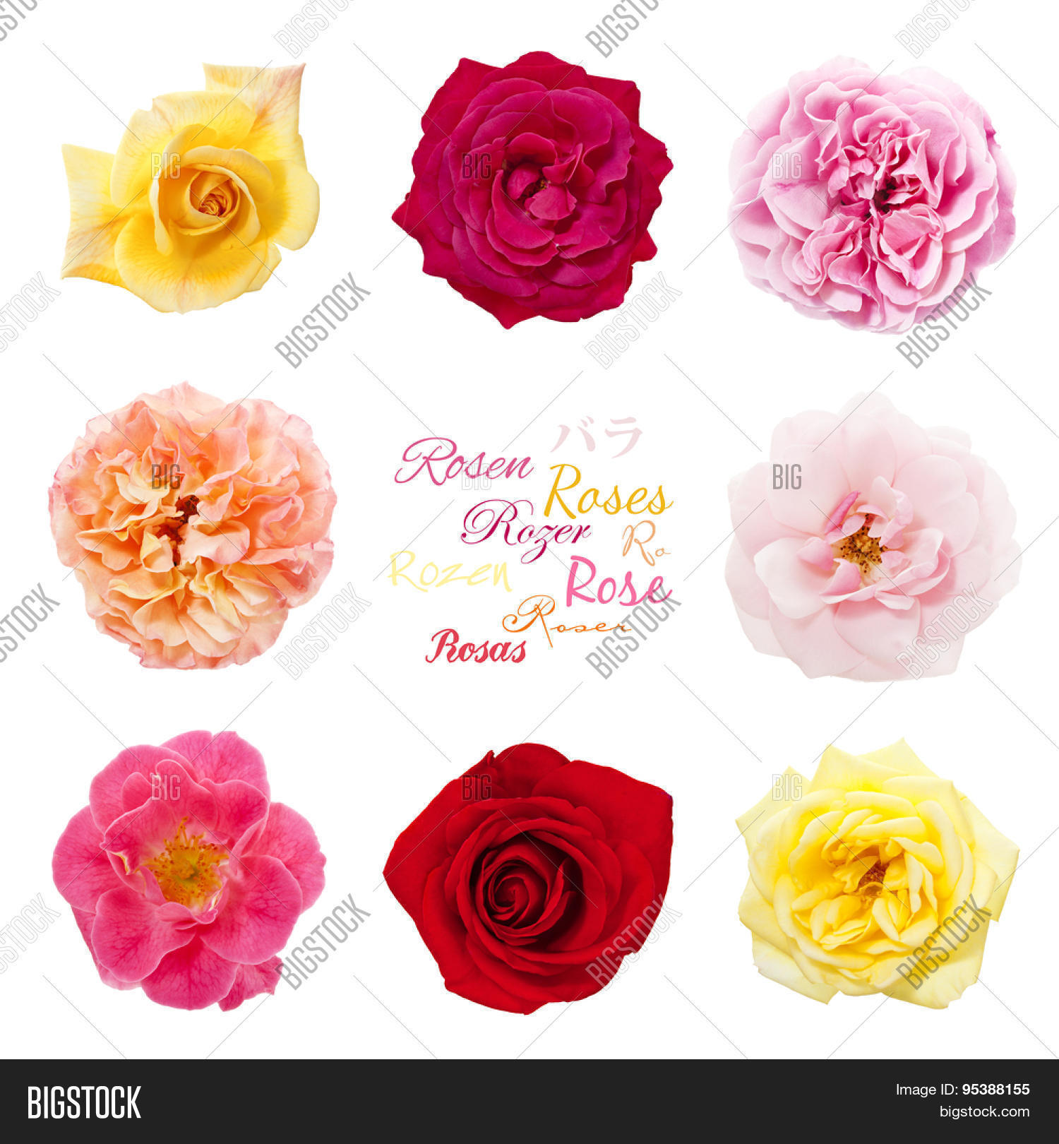 Rose Blossoms. Variety Rose Flowers Image & Photo Bigstock