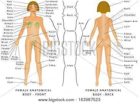 regions of female body female body front and back female human