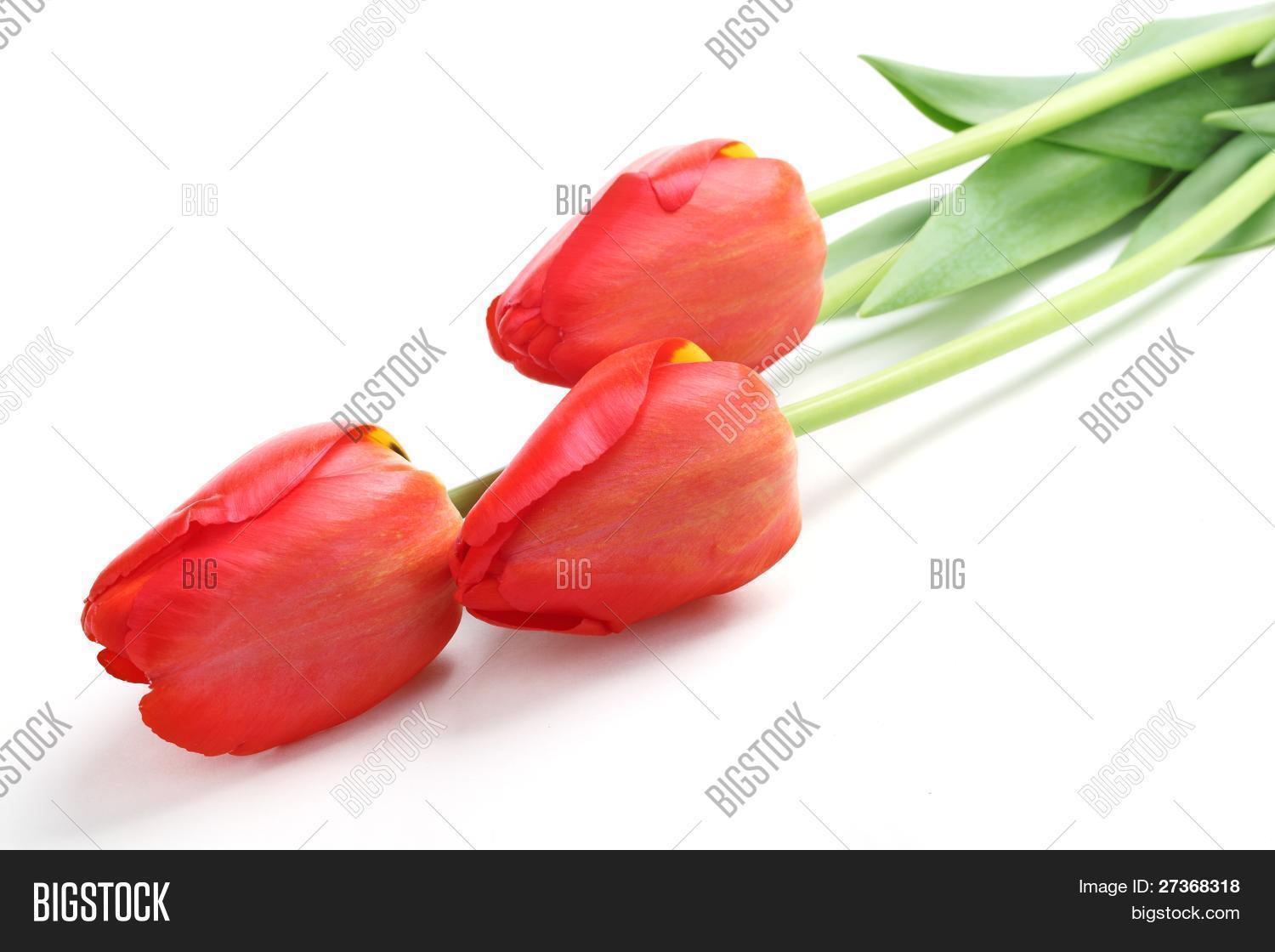 red puma carrera nocturna