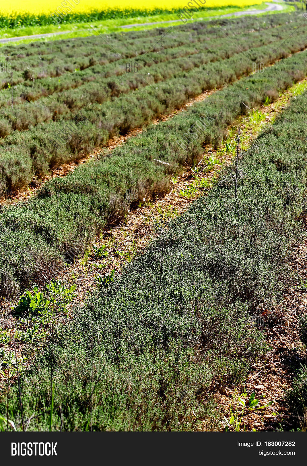 Row Field Thyme During Spring Image & Photo Bigstock