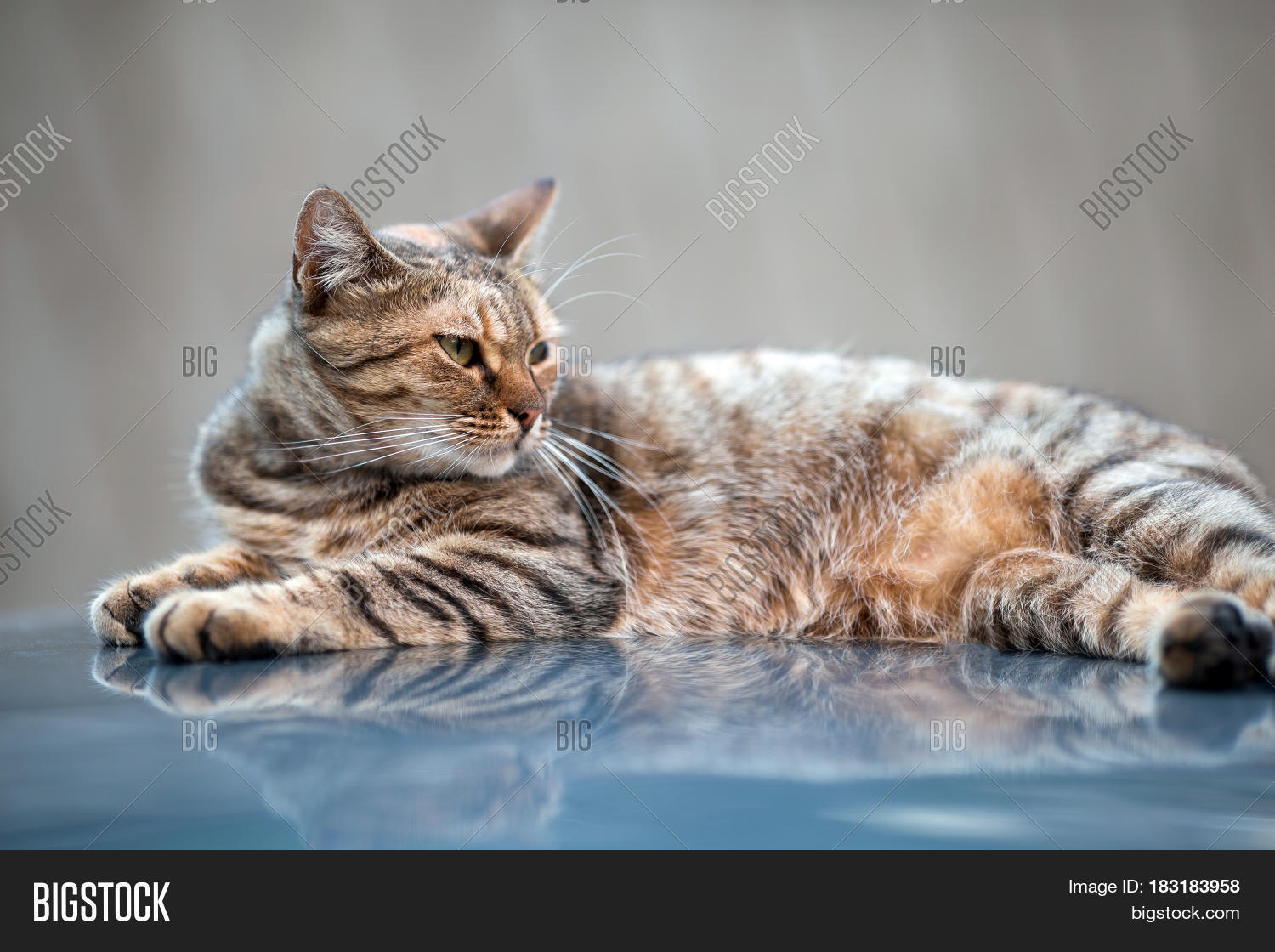 Cat Laying On Top Car Image & Photo Bigstock