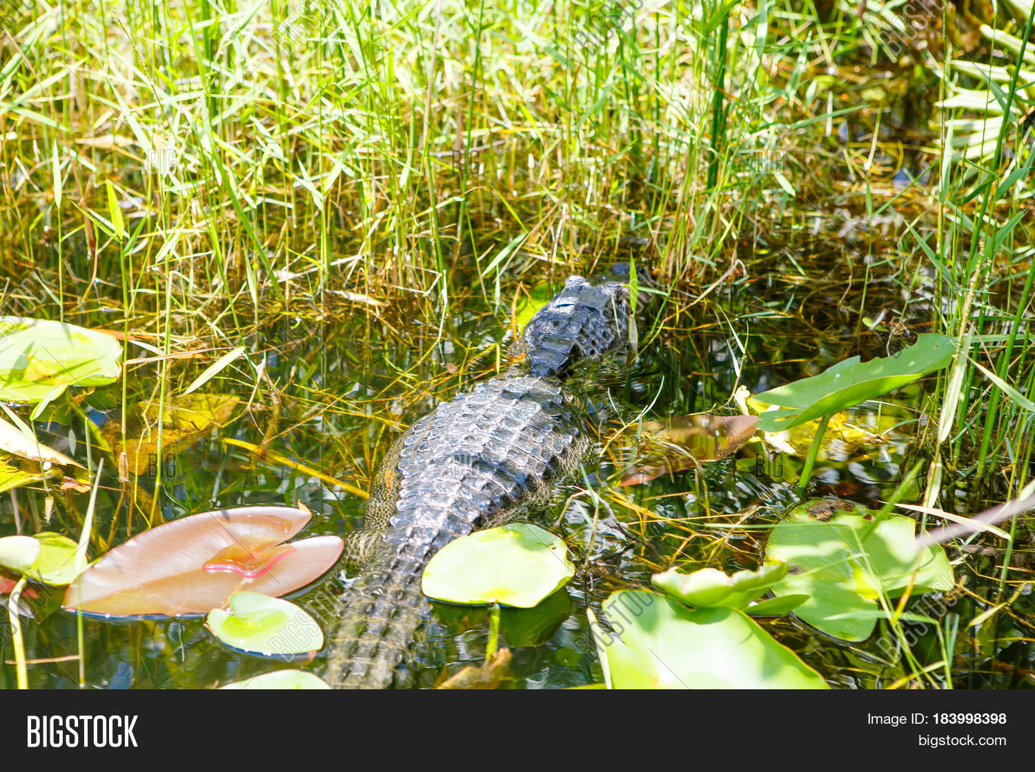 the wetland ecosystem of the american everglades Wetland tourism: usa – the everglades national park the greater everglades ecosystem designated on the north american continent it. the wetland ecosystem of the american everglades Wetland tourism: usa – the everglades national park the greater everglades ecosystem designated on the north american continent it.