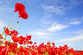 picture of blue sky  - red poppies and blue sky in holland - JPG 