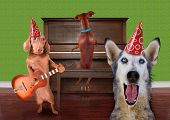 pic of dog  - funny dog card - JPG 