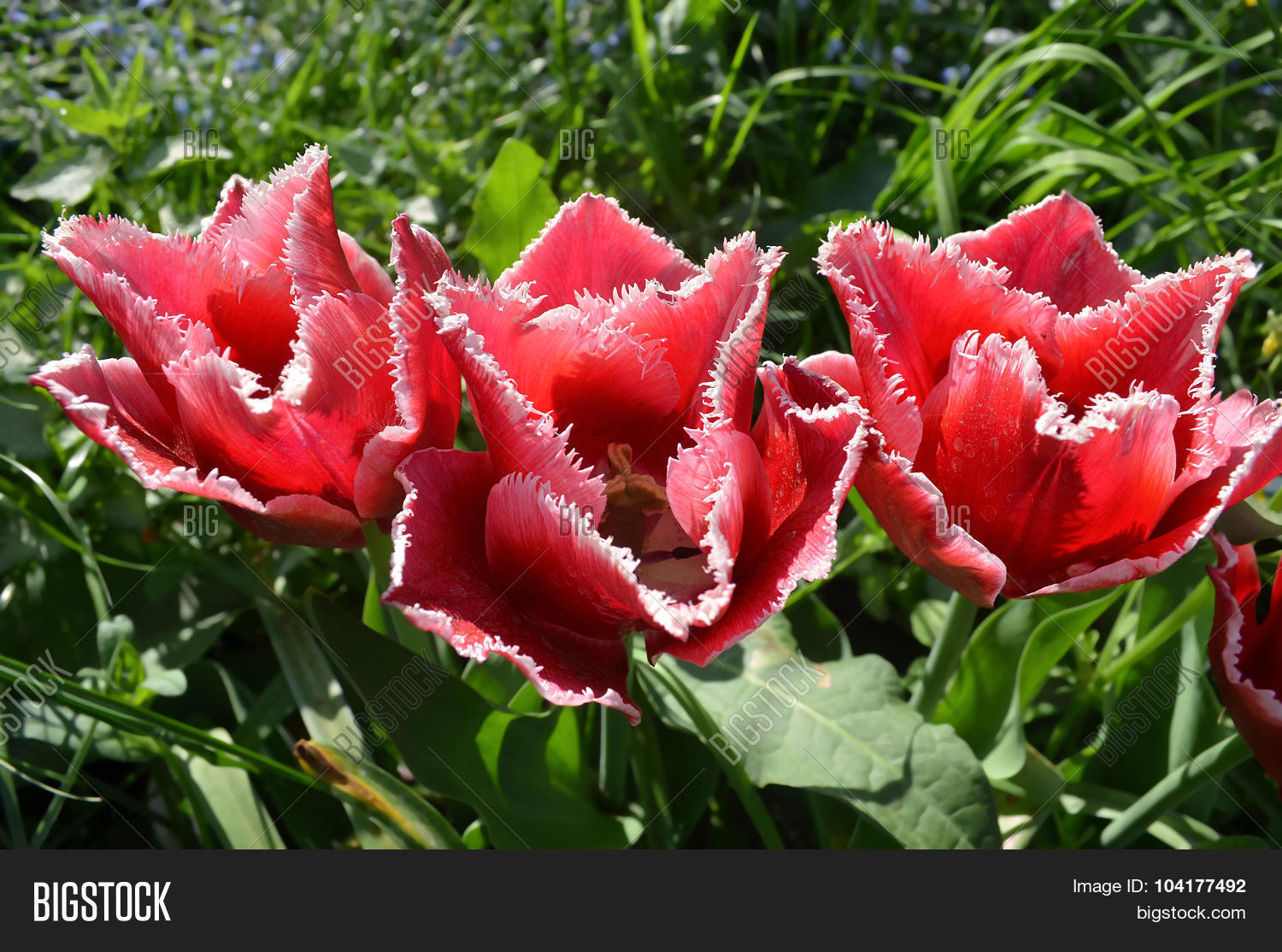 Bell Song tulip. Stock Photo & Stock Images | Bigstock