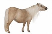 picture of equus caballus  - Palomino Shetland pony Equus caballus 3 years old standing in front of white background - JPG 