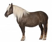 image of equus caballus  - Comtois horse a draft horse Equus caballus 10 years old standing in front of white background - JPG 