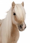 stock photo of equus caballus  - Palomino Shetland pony Equus caballus 3 years old in front of white background - JPG 