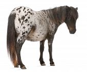 foto of equus caballus  - Appaloosa Miniature horse Equus caballus 2 years old standing in front of white background - JPG 