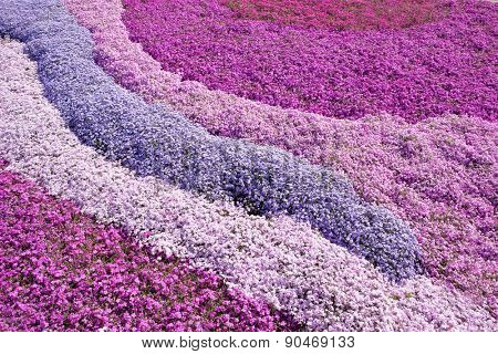 Purple Pink Carpet Of Phlox Subulata Creeping Moss Poster Of Purple Pink Carpet Phlox Subulata Creeping Moss Or Mountain Flo