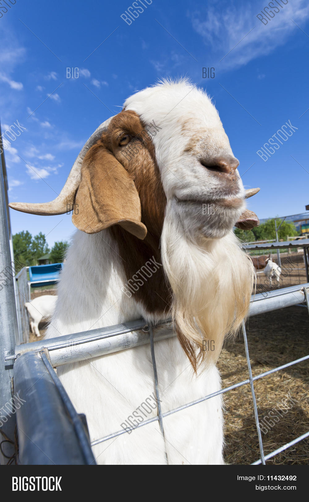 Boer Goat In Pen Stock Photo Stock Images Bigstock