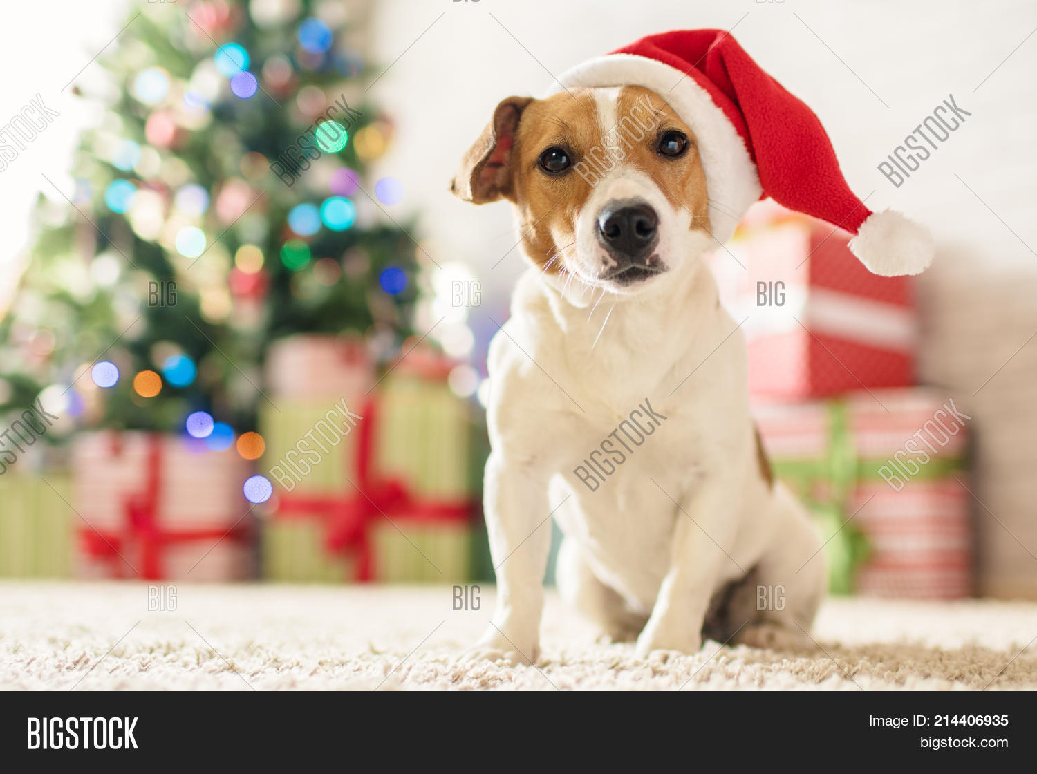 Merry Christmas. Dog Jack Russell Image & Photo Bigstock