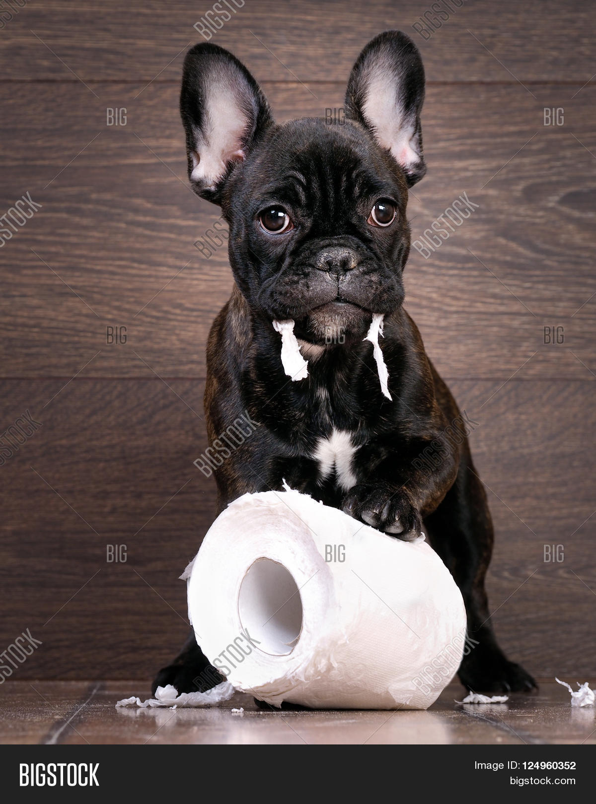 Funny Dog Playing Toilet Paper. Dog Image & Photo Bigstock