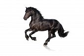 pic of horse  - beautiful black friesian horse isolated on white - JPG 