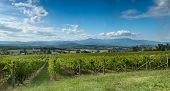 image of valley  - View of vine in the Yarra Valley near Melbourne Australia - JPG 