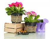 picture of beauty  - Beautiful pink primula in flowerpots and gardening tools - JPG 