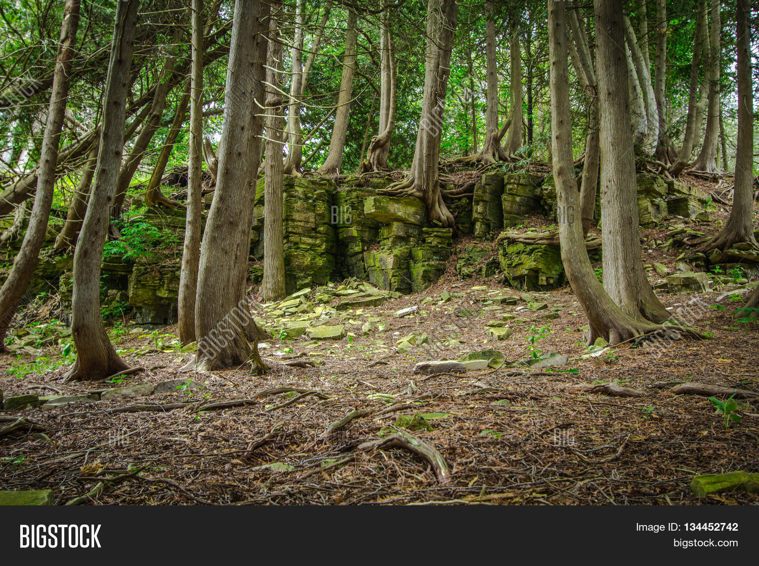 Cedar Forest In Northern Michigan. Ancient cedar trees stubbornly cling