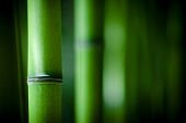 picture of zen  - Zen bamboo - JPG 