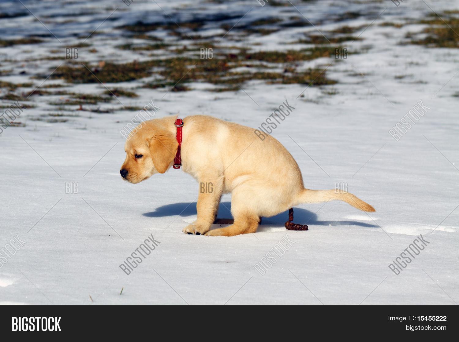 pooping puppy pooping stock photo stock images bigstock pooping puppy pooping stock photo stock images bigstock