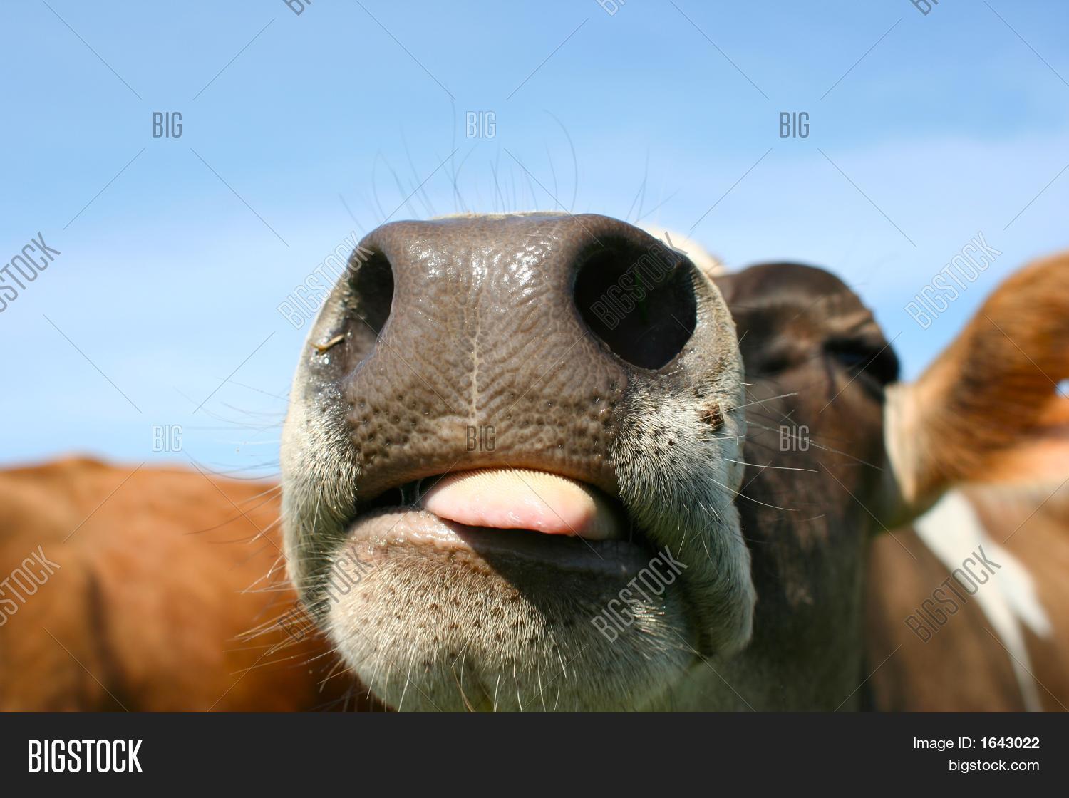Jersey Cow Sticking Her Tongue Out Image & Photo Bigstock