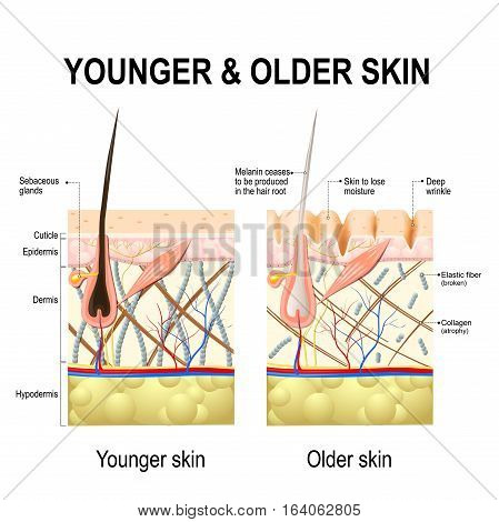 human skin stock photo 169 chaoss 1695911 human skin changes or ageing skin a diagram of younger and skin showing the decrease in human skin stock photo 169 chaoss 1695911 human skin changes or ageing skin a diagram of younger and skin showing the decrease in