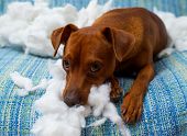 pic of bites  - naughty playful puppy dog after biting a pillow tired of hard work - JPG 