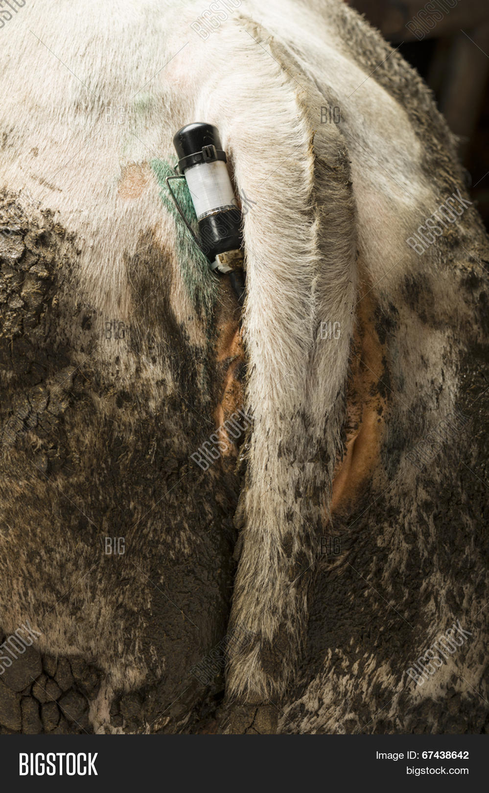 Belgian Blue Cow Thermometer Vagina Image & Photo Bigstock