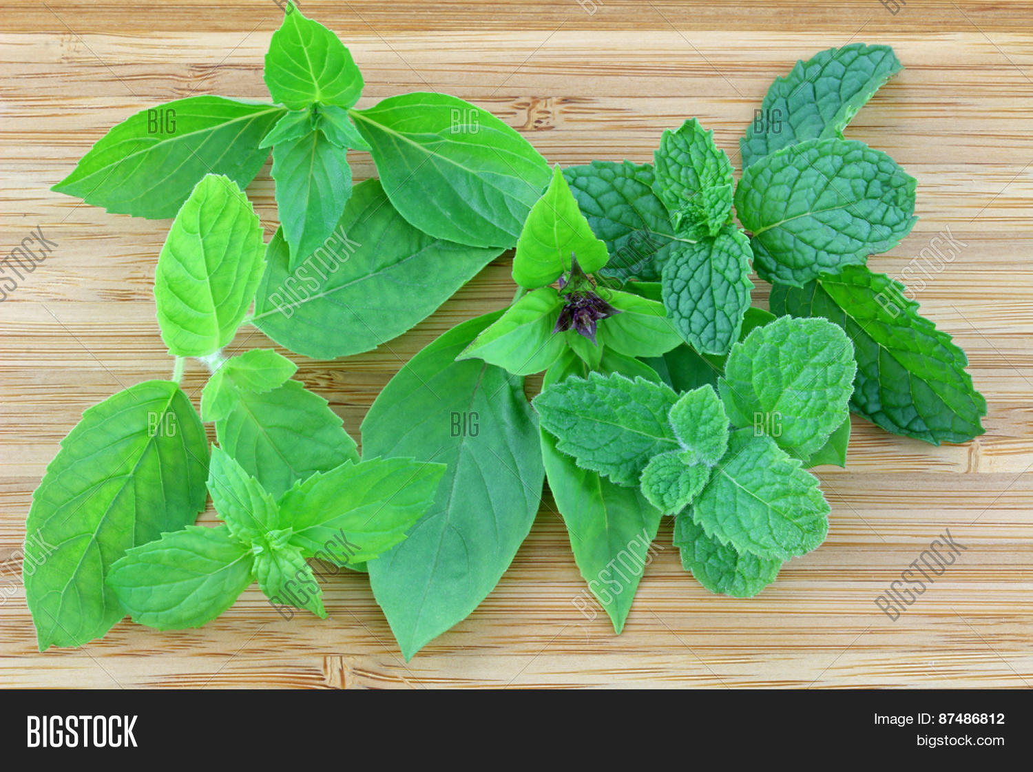 Different Types Basil Mint Leaves Image & Photo Bigstock