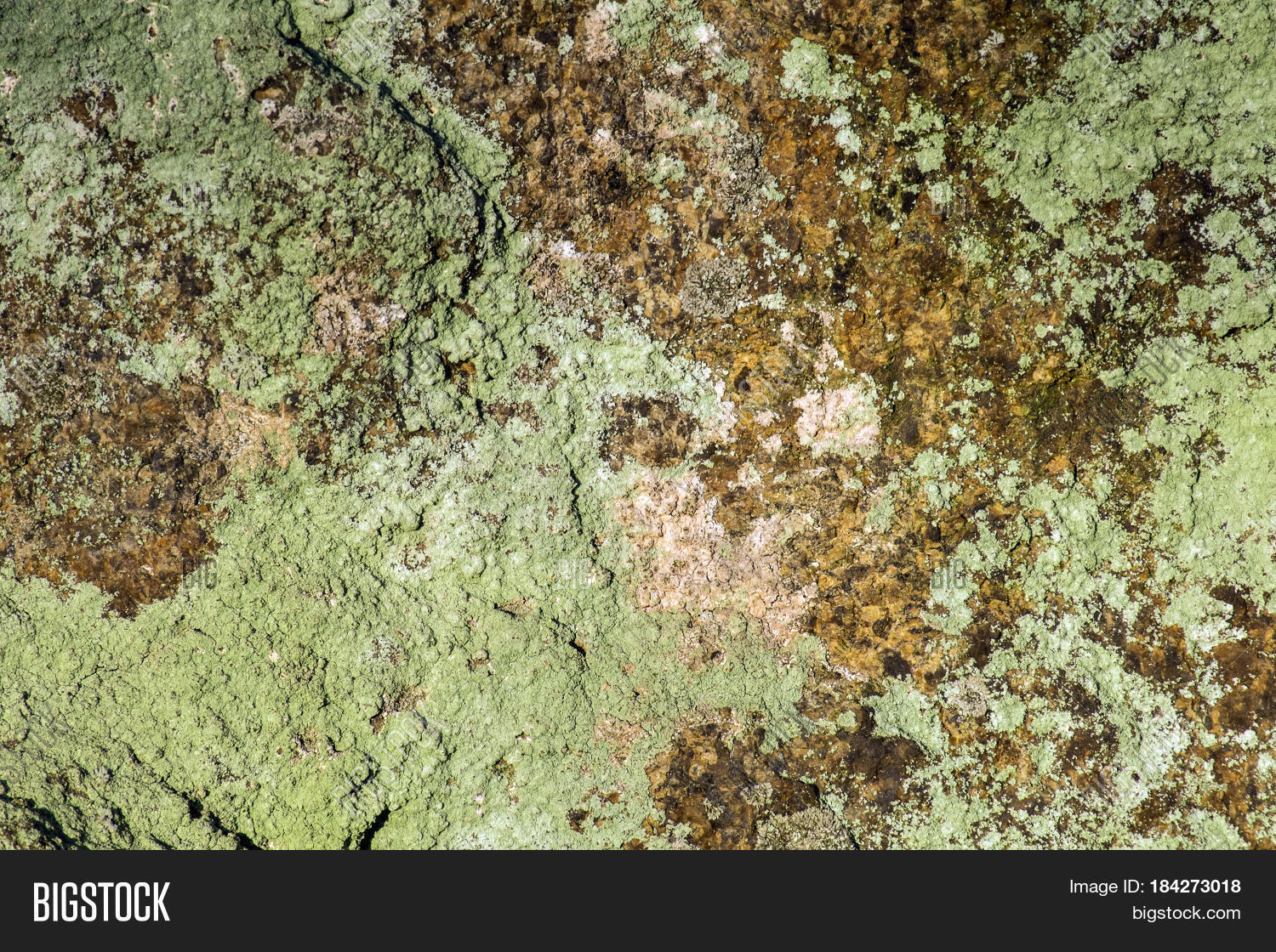 Green Mold Grew On Rocky Rock Image & Photo Bigstock