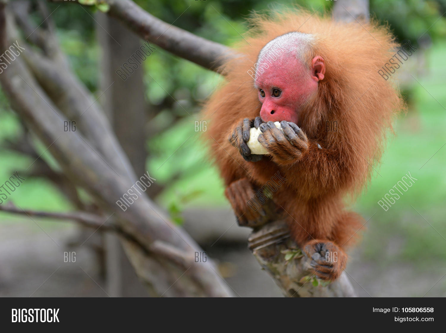 Uakari Common Name New World Image & Photo Bigstock
