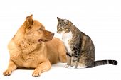 picture of dog  - Dog leaning and cat sitting isolated on white background - JPG 